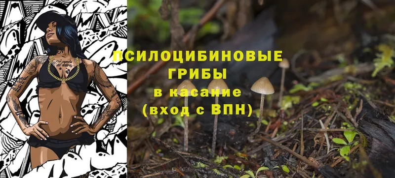 Галлюциногенные грибы Psilocybine cubensis  наркота  Зеленогорск 