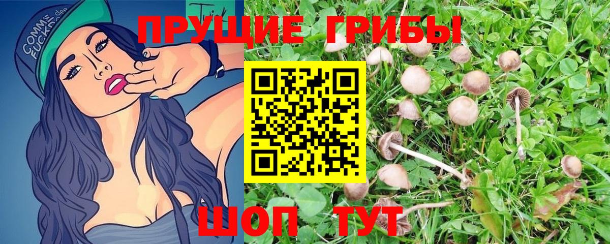 Псилоцибиновые грибы GOLDEN TEACHER Зеленогорск